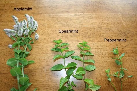 Types Of Mint Plants, Mentha Spicata, Autumn Cooking, Respiratory Disorders, Horticulture Therapy, Mint Plant, Mint Garden, Companion Gardening, Peppermint Plants