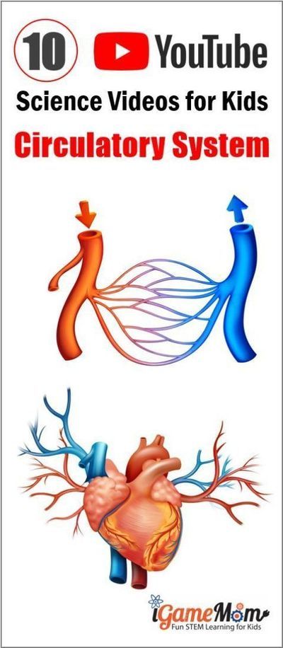 Teaching Biology Activities, Circulatory System Projects, Circulatory System For Kids, Circulatory System Activities, Digestive System For Kids, Biology Evolution, Biology Videos, Biology Cell, Science Videos For Kids