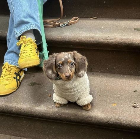 Weenie Dogs, Dachshund Puppies, Weiner Dog, Wiener Dog, Sausage Dog, Doja Cat, Cute Little Animals, Doberman, Puppy Love