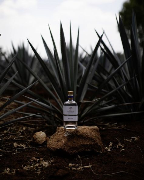 Tequila Agave, Work Vision Board, Tequila Bar, Cool Tumblr, Texas Photography, Desert Vibes, Agaves, Mexico Travel, Brand Identity Design