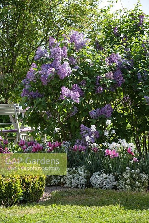 Syringa vulgaris underplanted with Tulipa and Lobularia Syringa Vulgaris Tree, Lilac Tree Landscaping, Syringa Flower, Lilac Tulips, Wildflower Centerpieces, Lilac Garden, Syringa Vulgaris, Lilac Tree, Pool Landscape Design