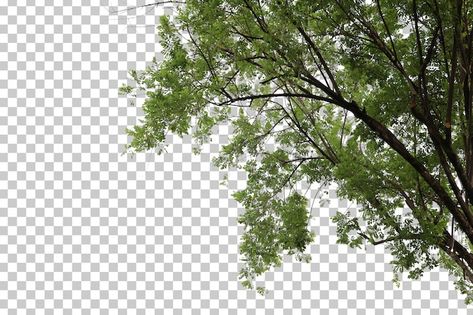 PSD tropical tree leaves and branch fore... | Premium Psd #Freepik #psd #foreground #branch #tree-leaf #tree-branch Tree Psd, Butterfly Gif, Tropical Tree, Wood Doors Interior, Tree Leaves, Vector Photo, Trees To Plant, Tree Branches, Graphic Resources