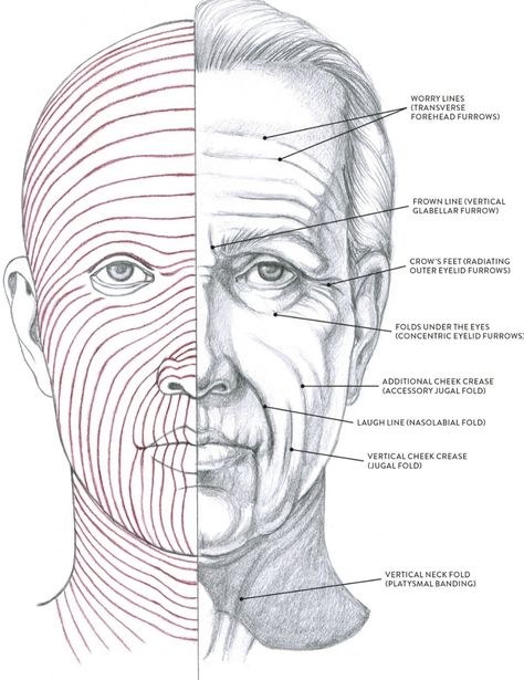 Wrinkles Drawing, Drawing Wrinkles, Aesthetic Lines, Portrait Drawing Tips, Eye Wrinkles, Human Anatomy Drawing, Drawing Heads, Anatomy Sketches, Black Board