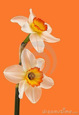 Jonquil Flower Tattoo, Jonquil Flower, Daffodil Photography, Daffodil Tattoo, Tattoo Shoulder, Flower Picture, Flower Tattoo Shoulder, Flower Stock, Magic Garden