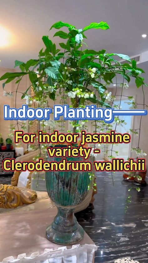 Instagram Growing Jasmine Indoors, Jasmine Plant Indoor Hanging, Indoor Jasmine Plant Houseplant, Skin Natural Remedies, Aromatic Plant, Herbs Indoors, Evening Primrose, Natural Herbs, California Poppy