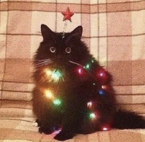 -changed pfp in spotify -everskies! -changed pfp in pinterest -join me in roblox Tree Cat, Playlist Covers, Cat Christmas, Spotify Playlist, Xmas Tree, Christmas Lights, Image Search, Christmas