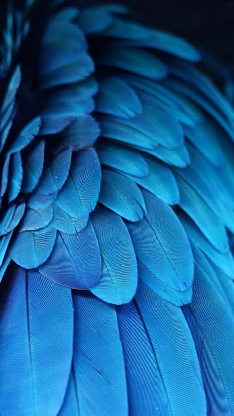 Blue Feather Aesthetic, Sunbearer Trials, Dragon Types, Blue Feeling, Feather Fabric, Feather Photography, Feather Texture, Dark Blue Wallpaper, Blue Feathers