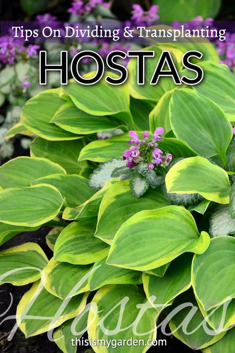 Transplant Hostas, Garden Knife, Shade Loving Perennials, Shade Gardens, Hosta Plants, Steps To Success, Hardy Plants, Garden Tips, Large Plants