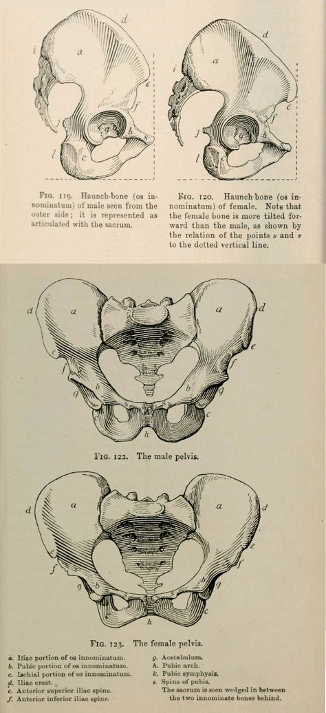 Pelvis Bone Anatomy, Pelvic Anatomy Drawing, Hip Bone Reference, Hip Bone Anatomy Drawing, Pelvis Side View, Pelvis Drawing Anatomy, Pelvis Sketch, Female Pelvis Drawing, Pelvis Bone Tattoo