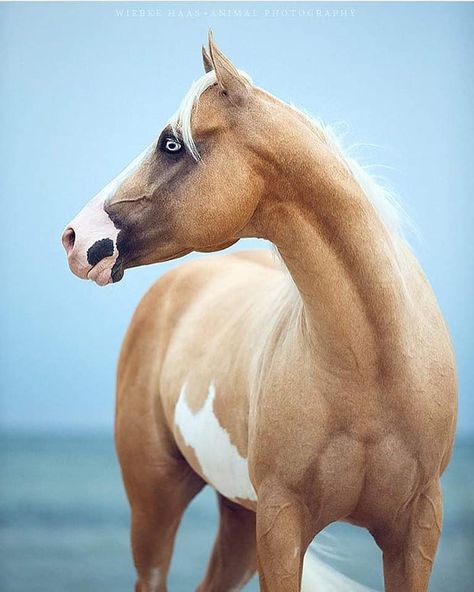 Blue eyed Palomino Paint. Paint Horses, Horse Pics, Horse Colors, Paint Horse, Dream Horse, I Love Horses, All The Pretty Horses, Beautiful Horse, Pretty Horses