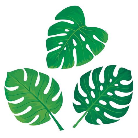 Palm Pardse Monstera Leaves Cutouts in 2022 | Leaf cutout, Monstera leaf, Leaf illustration Labels For Storage Bins, Desk Tags, Creative Teaching Press, Leaf Cutout, Il Re Leone, Center Activities, Leaf Template, Monstera Leaves, Rain Forest