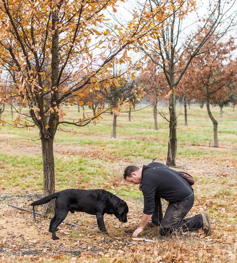 Truffle Farming, Truffle Dog, Mushroom Farming, Veggies Garden, Homestead Lifestyle, Hazelnut Tree, Plant Hacks, Southern Highlands, Gardening Flowers