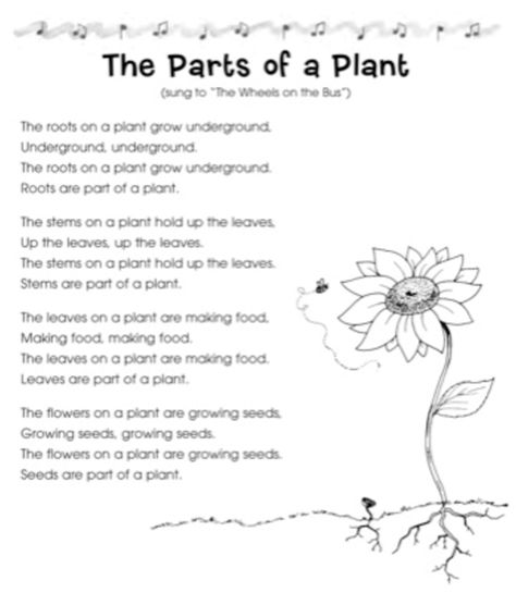 Plants Lesson Plans, Music And Science, Plant Song, Spring Songs, Science Songs, Flower Song, Plant Lessons, Parts Of The Plant, Preschool Garden