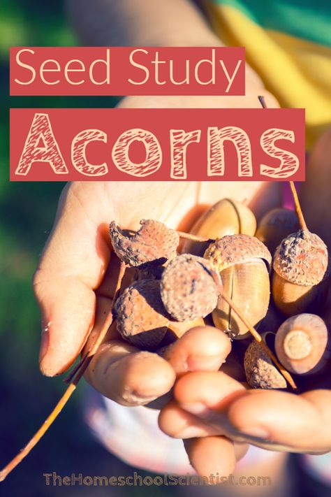 Acorn Science Experiment, Acorn Experiments, Acorn Science Preschool, Acorn Unit Study, Fall Nature Study Homeschool, Acorn Activities For Kids, Fall Nature Activities For Kids, Acorn Soup, Fall Nature Study