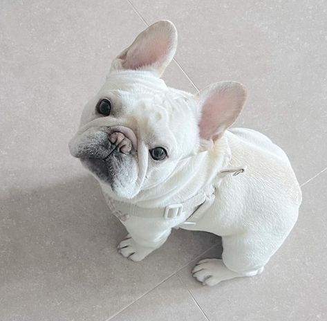 Grey French Bulldog Puppy, French Bulldog Brown, White French Bulldog, Grey French Bulldog, White Bulldog, White French Bulldogs, Bulldog French, Bulldog Pics, Frenchie Dog