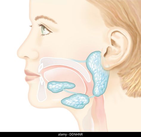 Salivary Glands, Parotid Gland, Human Digestive System, Woman Stock Photo, Gastrointestinal Disease, Salivary Gland, Medical School Inspiration, Engraving Illustration, Bee Pollen