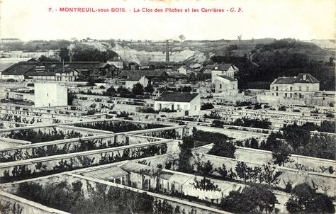 Fruit Walls: Before Greenhouses, Walled Gardens Created Urban Micro-Climates - 99% Invisible Fruit Greenhouse, Edible Gardening, Peach Walls, Stone Fruits, Urban Farmer, Garden Veggies, Rain Water Collection, Wall Garden, North South