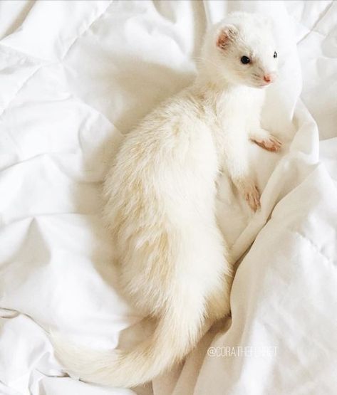 White Ferret, Baby Ferrets, Ferret Cage, A Ferret, Pet Ferret, Cute Ferrets, Pets 3, Cute Creatures, Draco Malfoy