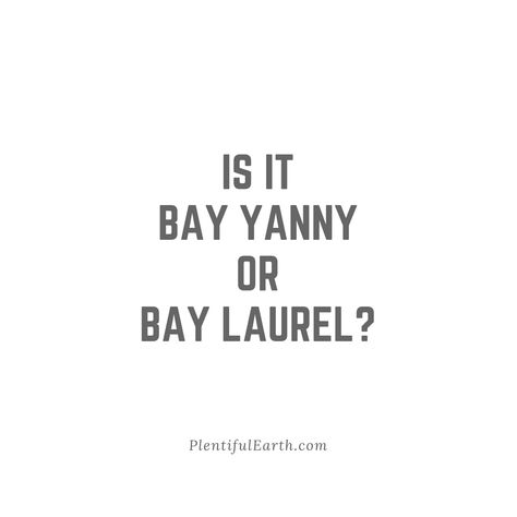 Share this amazing motivational quote on Facebook, Twitter, Pinterest and more! Visit our Fountain of Inspiration for more Positive Quotes! “Is it Bay Laurel or Bay Yanny?” – Aurora Moone  #PlentifulEarth Bay Laurel, Facebook Twitter, Motivational Quote, Positive Quotes, Aurora, Motivational Quotes, Quotes, Twitter