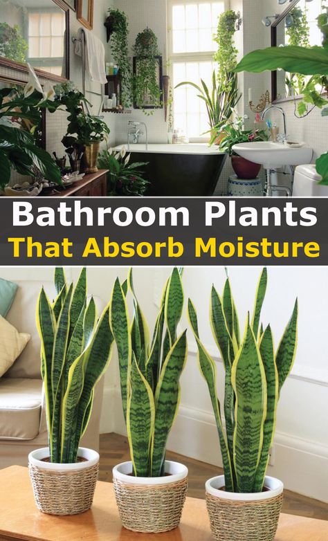 Inside House Plants, Best Bathroom Plants, Household Plants, Inside Plants, Growing Plants Indoors, Best Indoor Plants, Low Light Plants, Bathroom Plants, Plant Decor Indoor