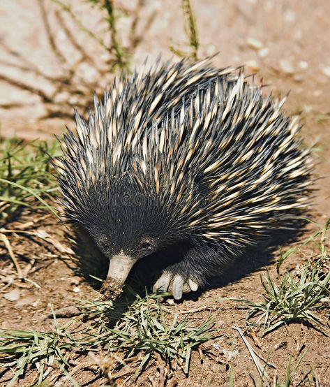 Echidna Anteater. An australian echidna or spiny anteater walks along #Sponsored , #sponsored, #Affiliate, #Anteater, #anteater, #walks, #australian Spiny Anteater, Australian Mammals, Animals Of Australia, Australian Fauna, Australia Animals, Australian Wildlife, Australian Birds, Platypus, Australian Animals