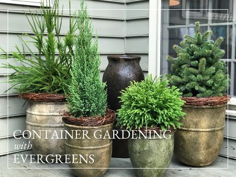 Evergreen Container Plants, Evergreen Potted Plants, Evergreen Planters, Evergreen Container, Container Arrangements, Front Door Patio, Holiday Planter, Landscape Gardening, Porch Plants