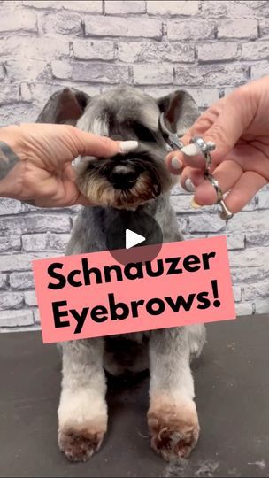 Mini Schnauzer Grooming Haircuts, Miniature Schnauzer Haircut, Ed Sheeran Eyes, Schnauzer Cut, Schnauzer Breed, Schnauzer Grooming, Grooming Hacks, Dog Grooming Styles, Mini Schnauzer Puppies