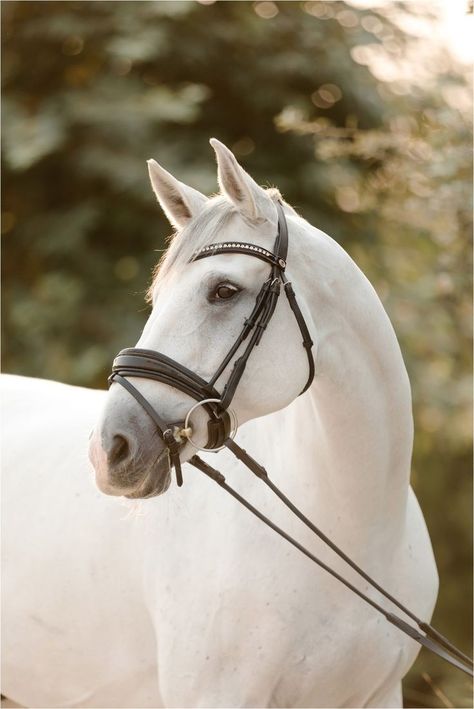 Ahal Teke, Elizabeth Hay, Warmblood Horses, English Horse, Horse Dressage, Santa Ynez, Horse Aesthetic, Equine Photographer, Pony Horse