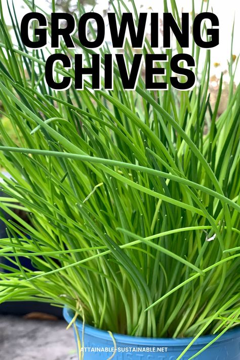 chive plant in a blue planter. Chive Plant, Perennial Flower Beds, How To Grow Chives, Grow Chives, Spring Vegetable Garden, Growing Chives, Chive Seeds, Chives Plant, Easy Herbs To Grow