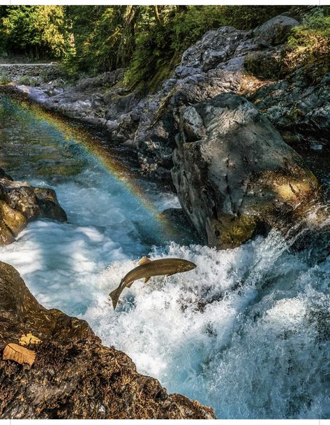 Sol Duc River, Washington State - rainbow with salmon jumping in waterfall Washington State Hot Springs, White Salmon Washington, Salmon Jumping Out Of Water, Panther Creek Falls Washington, Cascade Mountains Washington, Doc Rivers, Salmon Run, Western Washington, Washington State