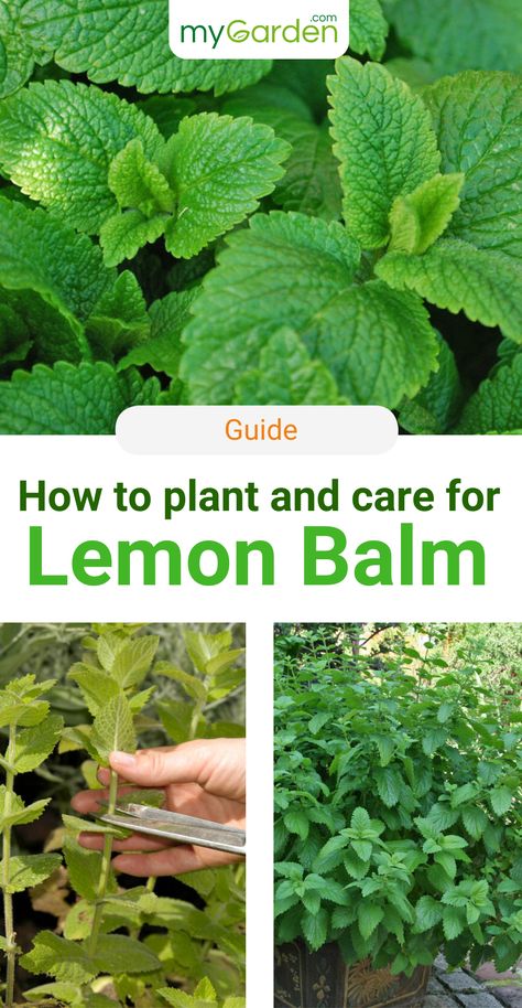 Lemon Balm is a member of the Lamiaceae family and was used as a medicinal herb for over 2000 years. Today it's a common kitchen herb, you can use it for salads, fish dishes, sauces, beverages and still as medicine as well! Learn here everything like facts, the best location, soil, how to proctect during winter, how to plant and care and how to use for healing. #mygarden #healingplant #lemonbalm Lemon Balm Plant How To Grow, How To Use Lemon Balm Leaves, How To Harvest Lemon Balm, How To Grow Lemon Balm, Lamiaceae Family, Growing Lemon Balm, Veg Growing, Lemon Balm Plant, Crunchy Stuff