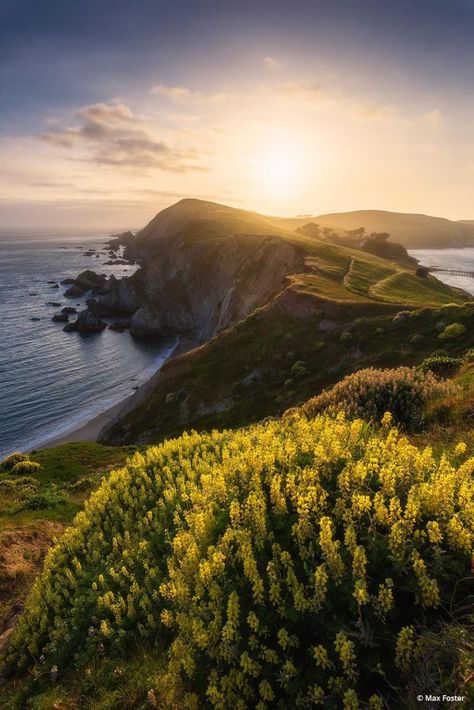 Max Foster // Golden Reyes // California Point Reyes California, Lupine Flowers, California Wildflowers, Point Reyes National Seashore, Point Reyes, Outdoor Photographer, Marin County, Iphone Background Images, Ocean Wall Art