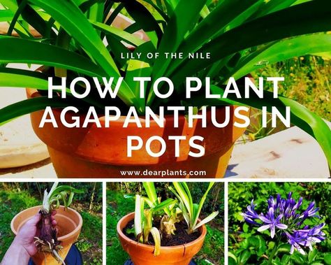 Agapanthus In Pots, Agapanthus Care, Agapanthus Plant, Lily Of The Nile, African Lily, Container Garden Design, The Nile, Container Gardening, Secret Garden