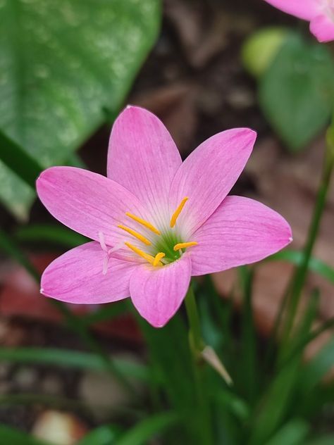 Zephyranthes is a tropical wildflower best known by the name Rain Lilies, which was given due to their tendency to bloom after a hard rainfall. These petite charmers are perfect for filling in bare garden spaces, as they gently naturalize and weave through established plants. Rain Lily, No Rain No Flowers, Cool Instagram Pictures, Garden Spaces, Instagram Pictures, Figure Drawing, Spring Flowers, Wild Flowers, Lily