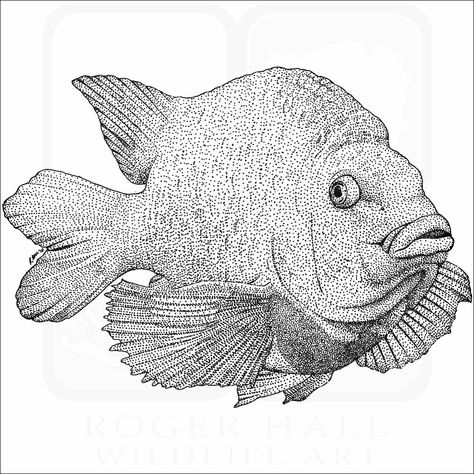 garibaldi Garibaldi Fish Tattoo, Garibaldi Fish, Fish Sketch, Sip N Paint, Fish Tattoo, Flora Fauna, Flora And Fauna, Fish Tattoos, Sketch