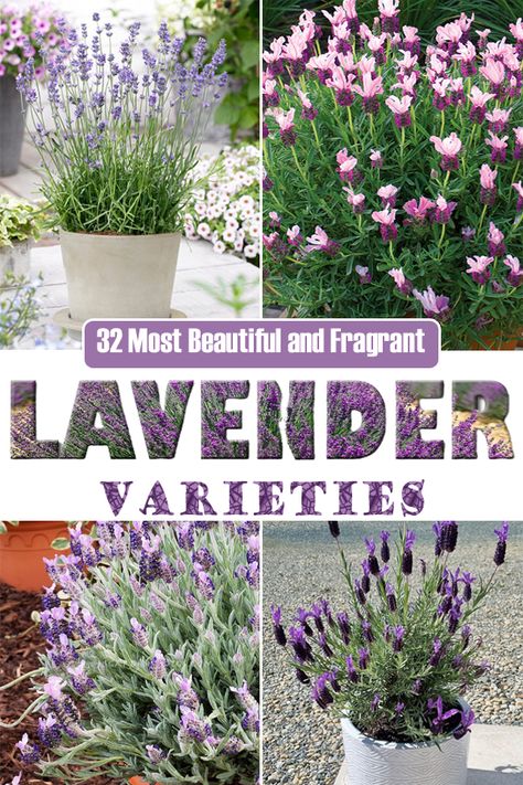 Lemongrass Planters, Types Of Lavender Plants, Types Of Lavender, Lavender Plant Care, Munstead Lavender, Lavender Types, Lavender Varieties, Growing Lavender, Lavender Garden