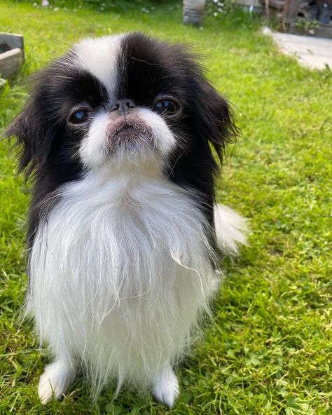 15 Interesting Facts About Japanese Chin Japanese Chin Puppies, Cute Doge, Dog Goals, Asian Dogs, Japanese Dog Breeds, Japanese Chin Dog, Japanese Dog, Dog Size Chart, Cute Dog Drawing