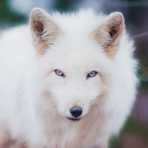 This striking photo captures a curious fox peeking out from behind a tree, its sharp eyes and pointy ears alert to its surroundings Sharp Eyes, Fox Photo, Fox Photography, Pointy Ears, Foxes Photography, Red Fox, White Fox, A Tree, Fox