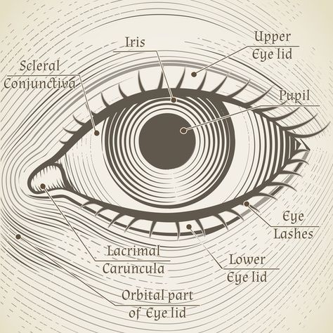 Free Vector | Human eye etching with captions. cornea, iris and pupil. name parts of the eye for books, encyclopedias Eye Parts Name, Eye Anatomy Diagram, Human Eye Diagram, Human Eyeball, Thinking Pose, Laser Vision Correction, Iris Eye, Eyes Ideas, Eye Anatomy