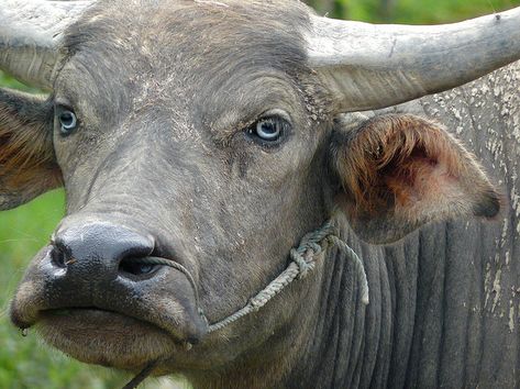 Blue eyed gray water buffalo Champasak, Buffalo Animal, Wild Water, Eyes Photo, Buffalo Wild, Healthy Diets, Animal Action, Wild Waters, Cattle Farming