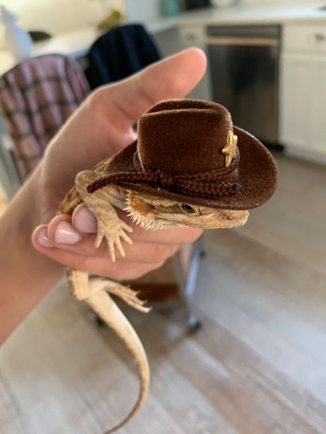 Blue Bearded Dragon, Animals In Cowboy Hats, Cute Bearded Dragon, Bearded Dragon Terrarium Ideas, Western Dragon, Bearded Dragon Enclosure, Funny Lizards, Bearded Dragon Funny, Baby Bearded Dragon