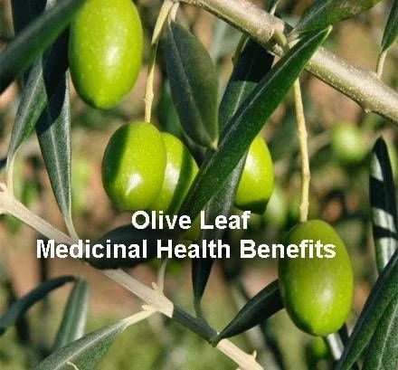 Olive Leaf Benefits, Praying For Healing, Olive Leaf Tea, Medicinal Recipes, Olive Oil Benefits, Interesting Things To Know, Olive Leaf Extract, Herbal Tonic, Strengthen Immune System