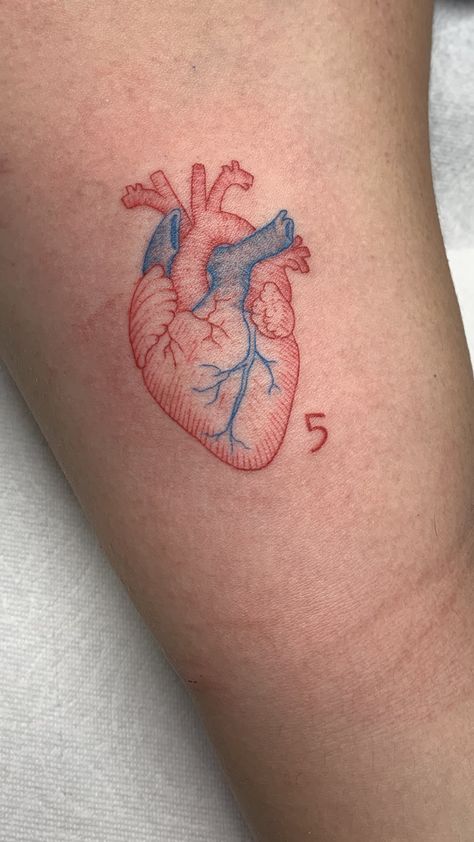 Heart Tattoo Arm, Tattoo Arm Placement, Real Heart Tattoos, Human Heart Tattoo, Red Heart Tattoos, Anatomical Heart Tattoo, Small Heart Tattoos, Circle Tattoo, Tasteful Tattoos