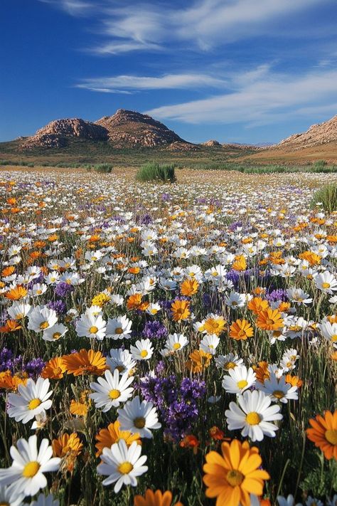 Discover the Wildflowers of Namaqualand, South Africa🌼 Visit Namaqualand in spring to see the desert come alive with colorful wildflowers. This natural spectacle is a must-see for nature lovers. 🌿🌺 #Wildflowers #SpringTravel #SouthAfrica #Namaqualand Namaqualand South Africa, Namaqualand Flowers South Africa, Namaqualand Flowers, Spring Pallete, South Africa Nature, South African Flowers, Collage Fashion, Colorful Wildflowers, England Aesthetic