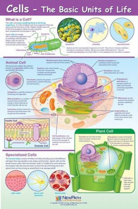 Cells - the Basic Units of Life Poster Biology Vocabulary, Cell Diagram, Science Cells, Biology Revision, Cells Project, Biology Worksheet, Biology Resources, Study Biology, Biology Classroom