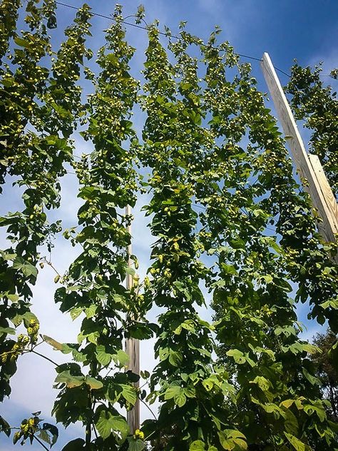 Cascade Hops Plant Climbing Plants Trellis, Hops Vine, Hops Plant, Fast Growing Vines, Humulus Lupulus, Homemade Beer, Old Fences, Trellis Plants, Climbing Vines