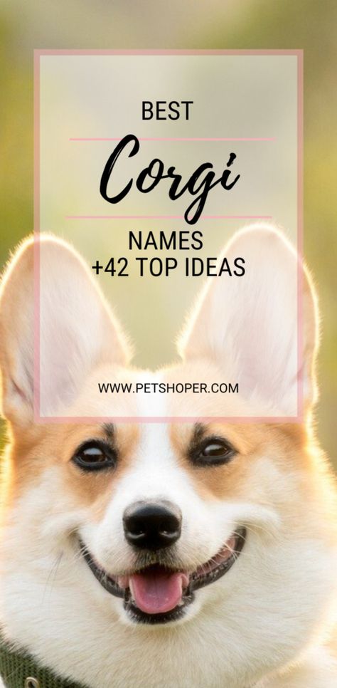 The Pembroke Welsh Corgi is a great dog breed that originated in Pembrokeshire, Wales. Corgis are the cutest dogs. Queen Elizabeth is synonymous with her love of corgis.  So if you are a lucky owner of this breed we have a great list of names for this breed including Queen’s Royal Corgi Names!!! #CorgiNames #BestCorgiNames #CuteCorgiNames #CorgiNamesFemale #CorgiNamesMale #TopCorgiNames #CorgiDogNames Corgi Names Female, Best Female Dog Names, Puppies Names Female, Royal Corgi, Cowboy Corgi, Corgi Dog Breed, Corgi Names, Corgi Breeds, Disney Names