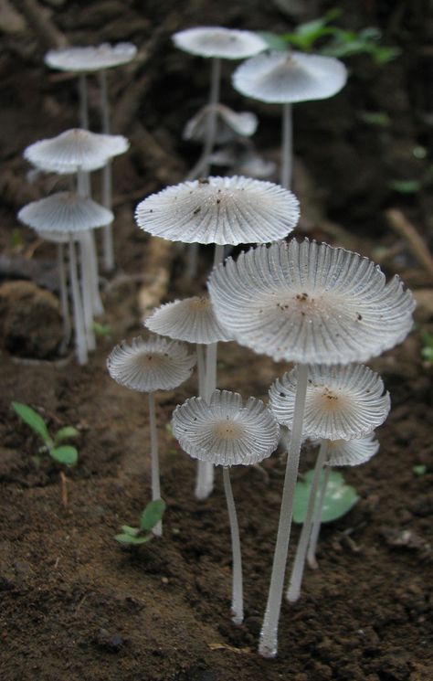 White umbrellaaaas | by Patryaaa. Patryaaa has uploaded 1235 photos to Flickr. Rare Mushrooms, Lichen Moss, Mushroom Pictures, Japanese Umbrella, Plant Fungus, White Mushrooms, Mushroom Fungi, Glass Mushrooms, Wild Mushrooms