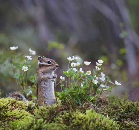 Animals Love, Spring Forest, Animal References, Animal Icon, Forest Creatures, Cute Animals Images, Russia City, Magical Forest, Nature Illustration