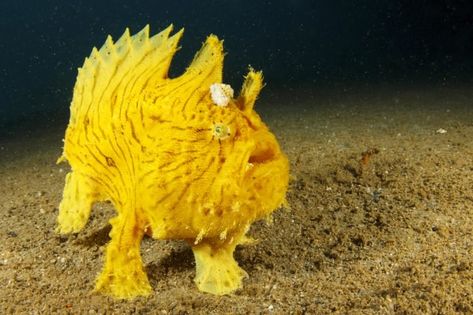 13 of the Weirdest Deep Sea Creatures | Reader's Digest The Bottom Of The Ocean, Bottom Of The Ocean, Ocean Floor, Sea Creatures, The Ocean, Yellow